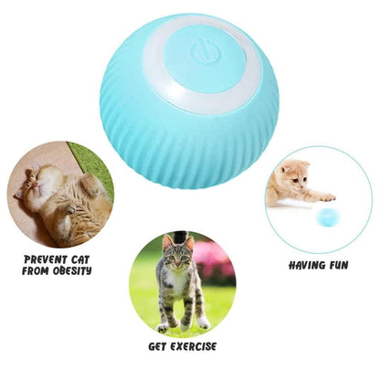 Cat Toy